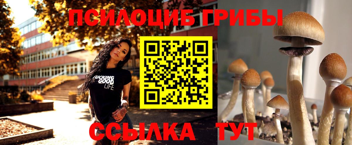Псилоцибиновые грибы Psilocybine cubensis Советск